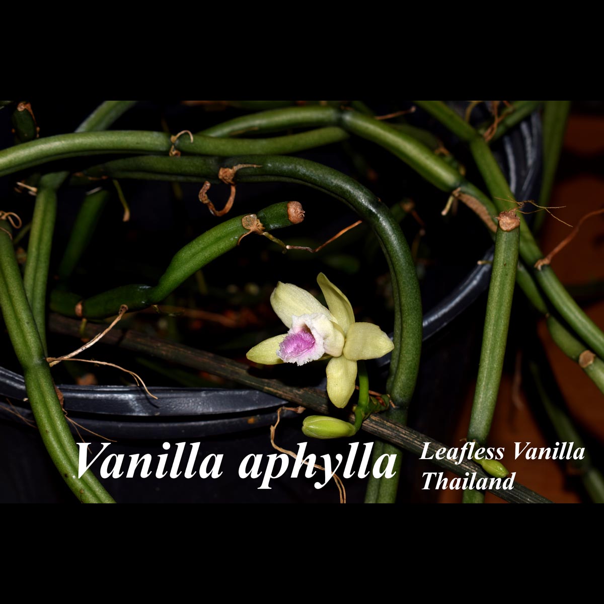 Vanilla aphylla 18-inch cutting